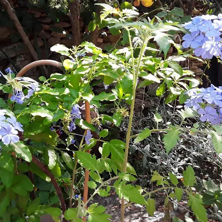 D'hotes Lovely Planette Bed & Breakfast 4*