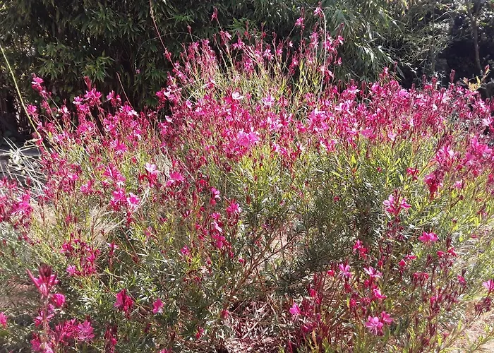 D'hotes Lovely Planette נים